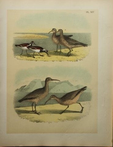 雅各布·斯图德——西奥多·贾斯珀所绘《岩鹬与大滨鹬》，1888年。

我们非常荣幸能推出这些色彩绚丽