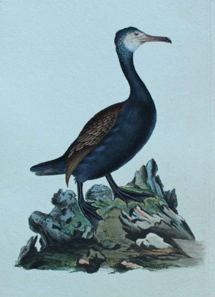 Edward Donovan - Gravure coloriée à la main représ
