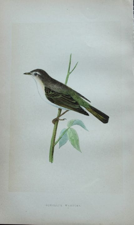 Charles Bree - Gravure coloriée à la main représen