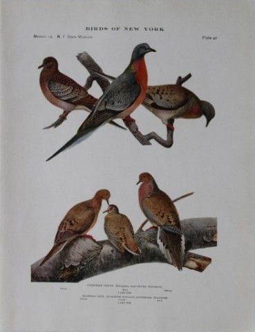 L. Agassiz Fuertes - Chromolithographie représenta