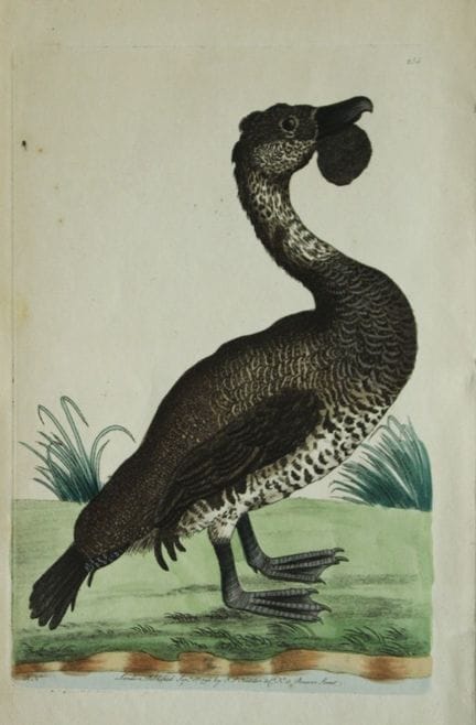Frederick Nodder - Lobated Duck 1790.

This beauti