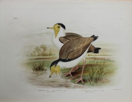 Broinowski - Chromolithographie représentant des p