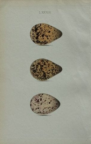 W. Hewitson – Gravure coloriée à la main représent