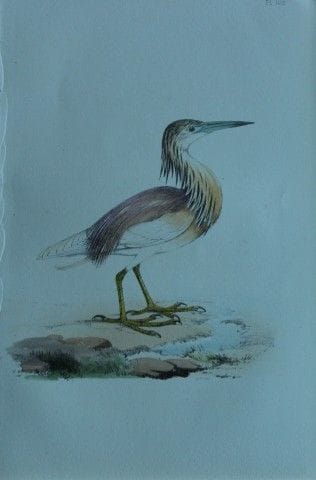 H.L. 梅耶——1857年《褐鹭》彩色石版画。

这幅版画出自亨利·伦纳德·梅耶之手，选自威利斯与
