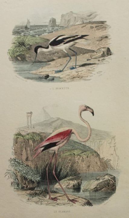 Edouard Travies - Avocet and Flamingo from Complet