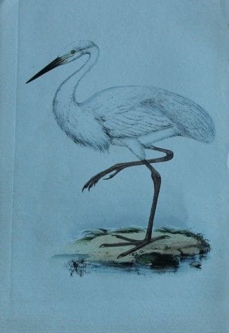 H.L. 迈耶——《大白鹭》彩色石版画，1857年。

这幅版画出自亨利·伦纳德·迈耶之手，选自威利