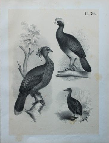 Theodore Jasper - Curassow, Guan and Tataupa 1878.