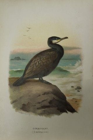 Archibald Thorburn - Cormoran, 1883.

Cette planch