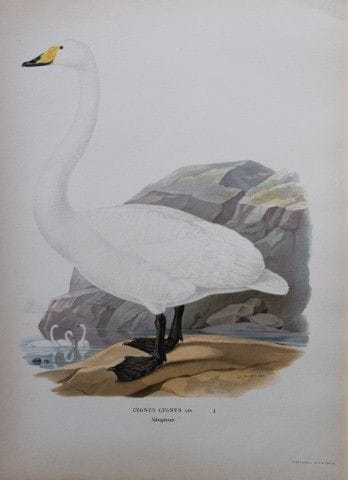 M. von Wright - Lithographie in-folio représentant