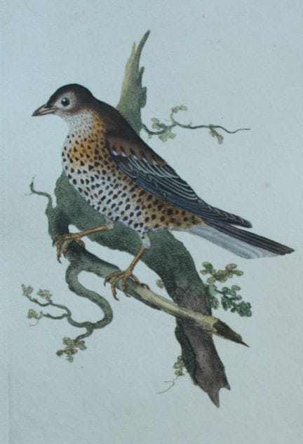 Edward Donovan - Gravure coloriée à la main représ