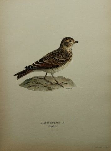 M. von Wright - Lithographie in-folio représentant