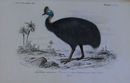 Edouard Travies  - Cassowary, tiré du Dictionnaire