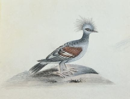William Hayes - Gravure coloriée à la main représe