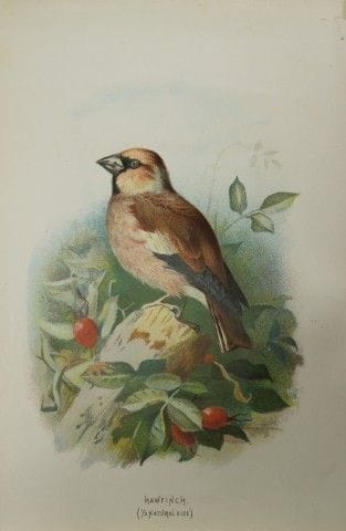 Archibald Thorburn - Le gros-bec casse-noyaux, 188