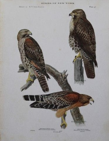 L. Agassiz Fuertes - Chromolithographie représenta