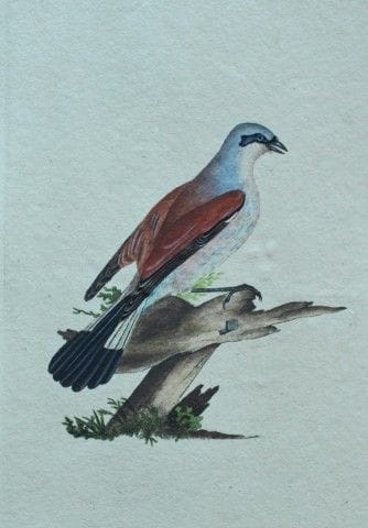 Edward Donovan - Gravure coloriée à la main représ