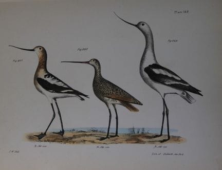 詹姆斯·E·德凯——CII号版画 《美洲鹬、马林鱼与美洲鹬》 1844年。

这幅独具匠心且引人注目