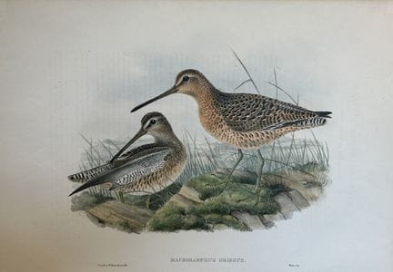 John Gould -  Bécassine brune, tirée de *Birds of 