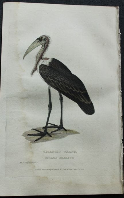 Baron Cuvier - Grue géante, 1829.

Cette gravure a