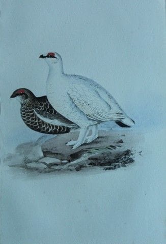 H.L. 梅耶——1857年雪鸡石版彩印画。

这幅版画出自亨利·伦纳德·梅耶之手，选自威利斯与索瑟