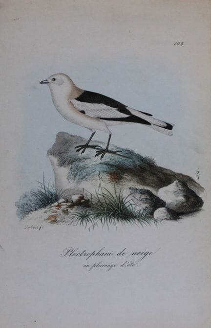 Charles Dubois - Lithographie rare représentant un