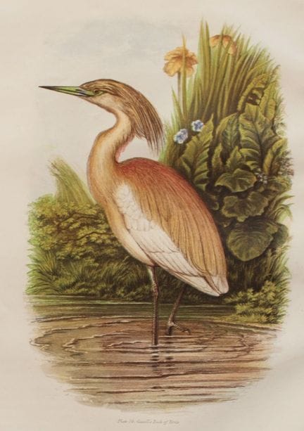 Thomas Rymer Jones - Squacco Heron 1869.

This bea