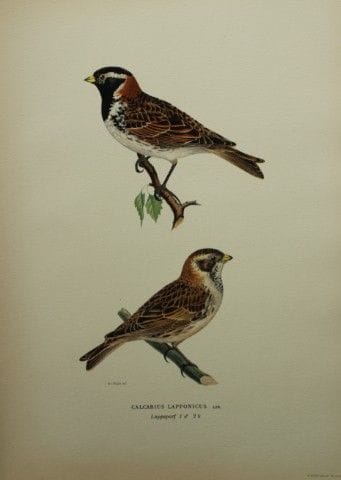 M·冯·赖特——1924年拉普兰麻雀对开石版画。

这幅手工上色的石版画出自马格努斯、威廉和费迪南德