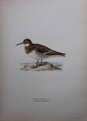 M. von Wright - Lithographie in-folio du phalarope