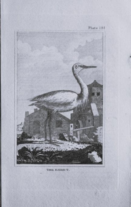 Buffon - Gravure représentant une aigrette, 1812.

