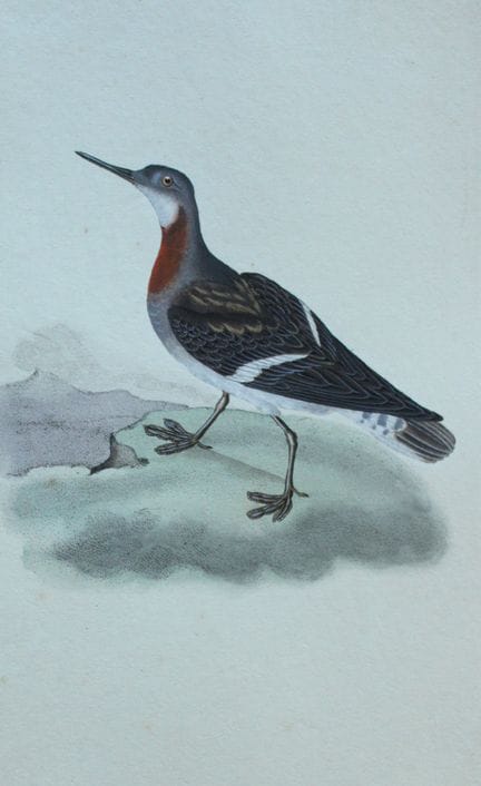 Edward Donovan - Gravure coloriée à la main représ