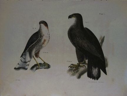 詹姆斯·E·德凯——第一幅版画《白头海雕与板岩色鹰》1844年。

这幅独具匠心且引人注目的19世纪