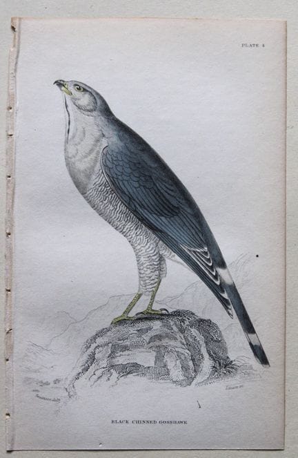 William Swainson - Black Chinned Goshawk from Jard
