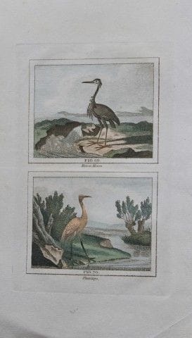 Buffon - Engraving of Heron and Flamingo 808.

Thi