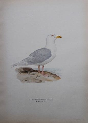M. von Wright - Lithographie in-folio représentant