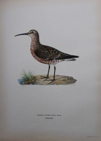 M. von Wright - Lithographie in-folio représentant