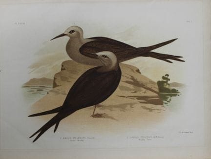 Broinowski - Chromolithographie représentant la st