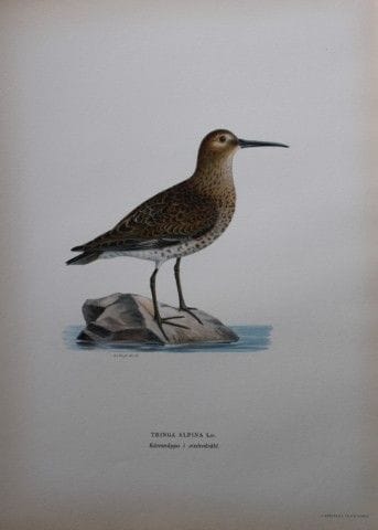M. von Wright - Lithographie in-folio représentant