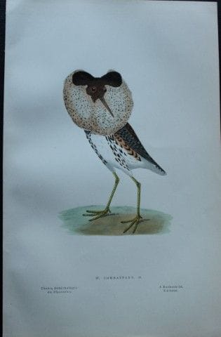 Jean Chenu - Lithographie du Combattant (Ruff) 187