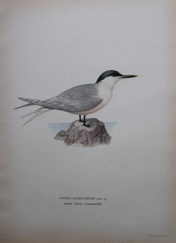 M. von Wright - Lithographie in-folio représentant