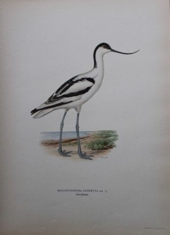 M. von Wright - Lithographie in-folio représentant