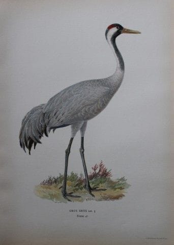M. von Wright - Lithographie in-folio représentant