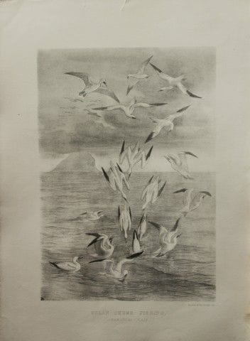 Mme Jemima Blackburn - Lithographie représentant d
