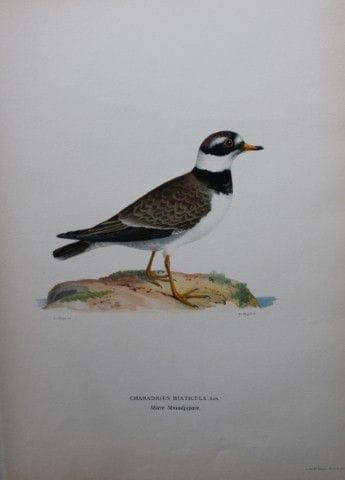 M. von Wright - Lithographie in-folio représentant