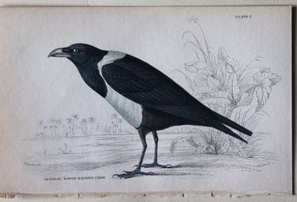 William Swainson - Senegal White Backed Crow from 