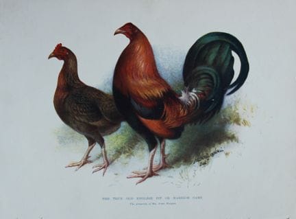 Harrison Weir - Véritable combat de coqs à l'ancie