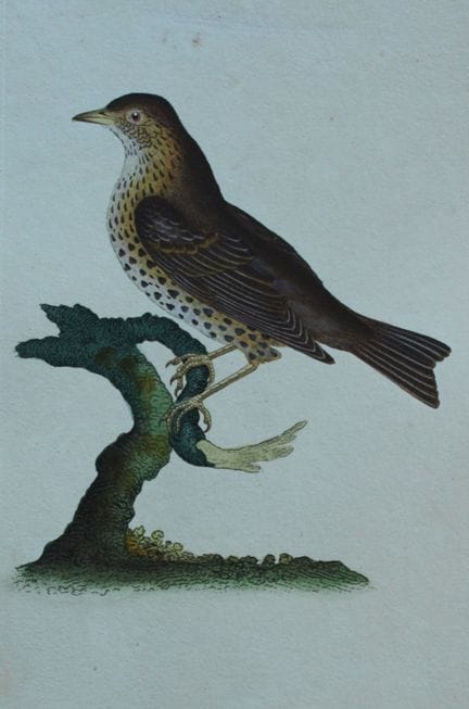 Edward Donovan - Gravure coloriée à la main représ