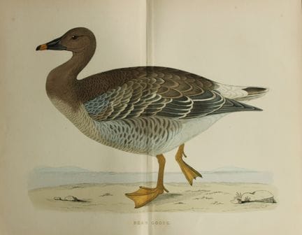Beverley Morris - Lithographie représentant une oi