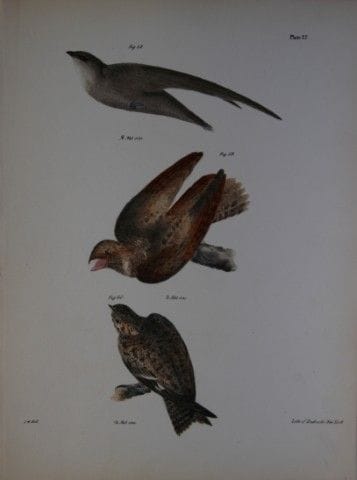 詹姆斯·E·德凯——第XXVII版画 《烟囱燕、夜莺和夜鹰》 1844年。

这幅独具匠心且引人注目