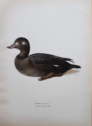 M. von Wright - Lithographie in-folio représentant