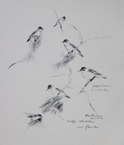 Philip Rickman - Print of pencil drawings of Sedge